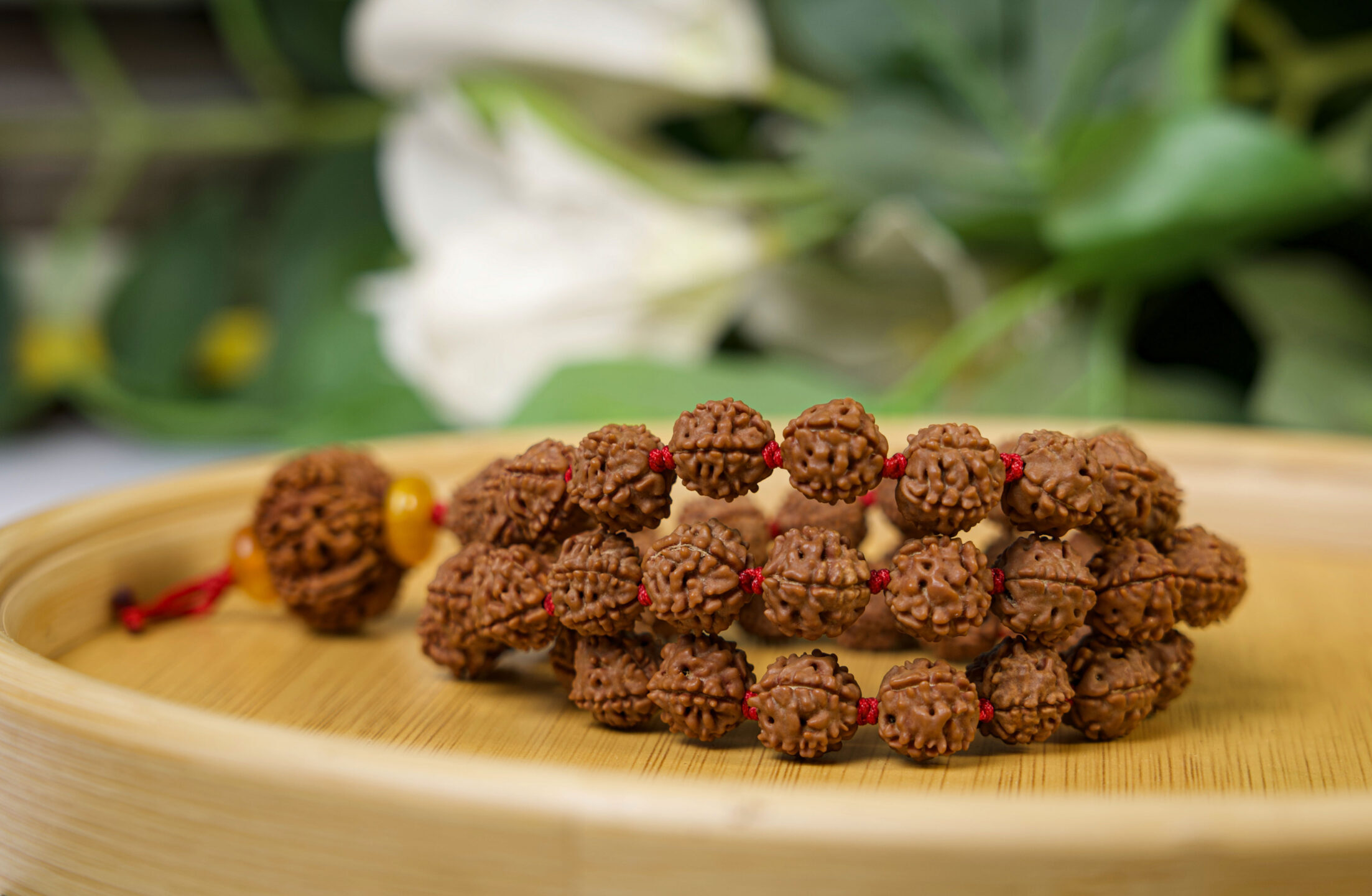 12 Mukhi with 5 Mukhi Rudraksha Mala