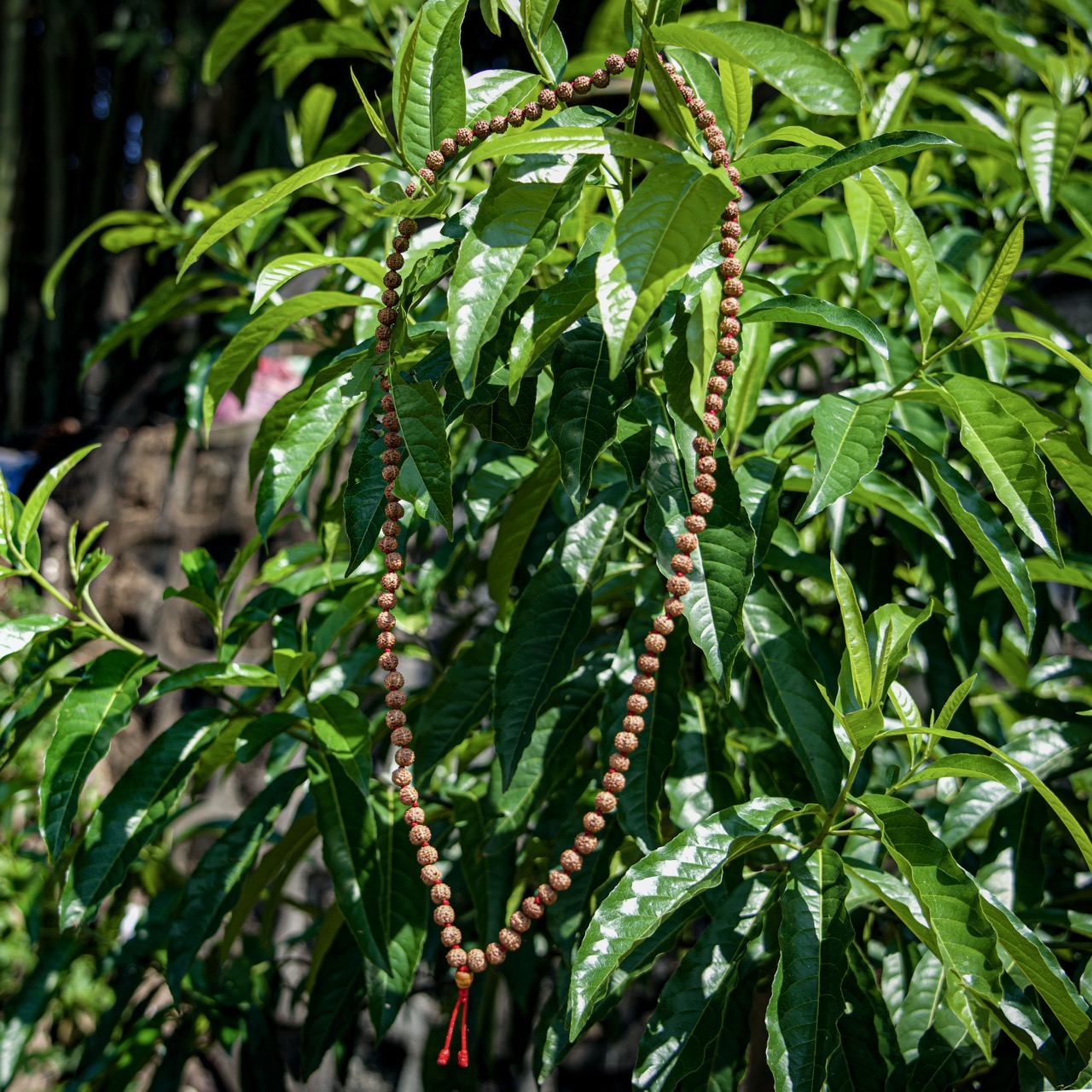8mm 108 Rudraksha Mala